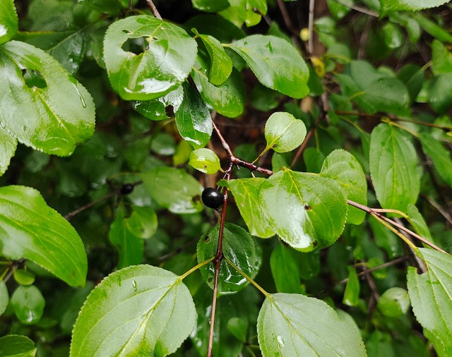 European buckthorn – Rhamnus carthartica – Invasive Plant Found In Ontario Watersheds